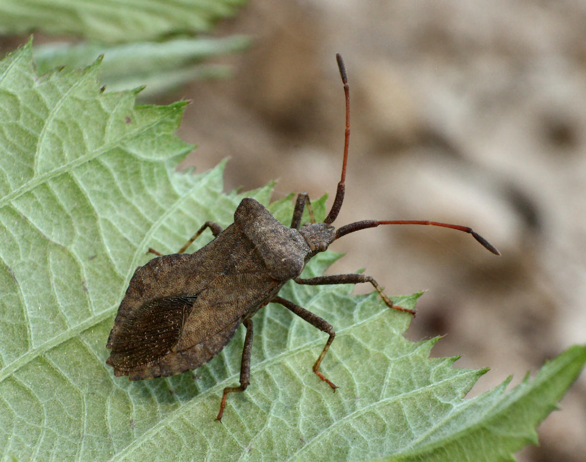 Coreus marginatus? S